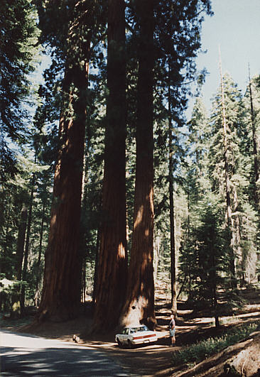 Big Trees - Yosemite
